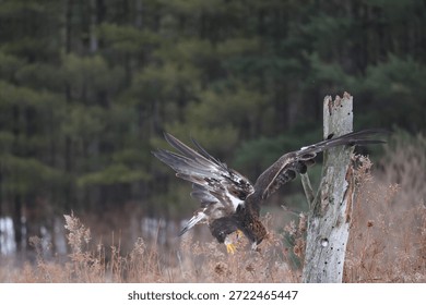 a golden eagle diving down looking with wings spread up high