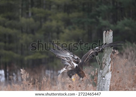 a golden eagle diving down looking with wings spread up high