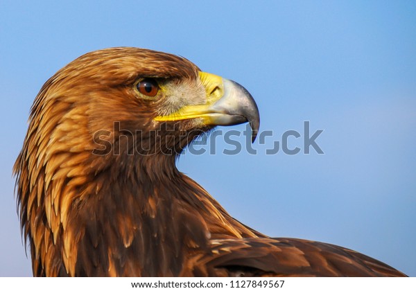 Golden Eagle Endangered Species Majestic Predator Stock