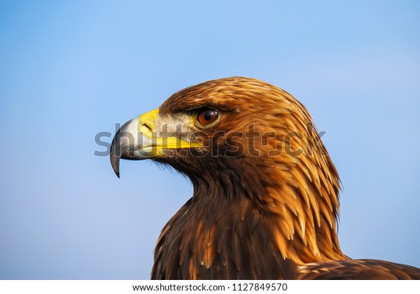 Flying Predator Carries Prey The Eagle Hunting Hare On Blue