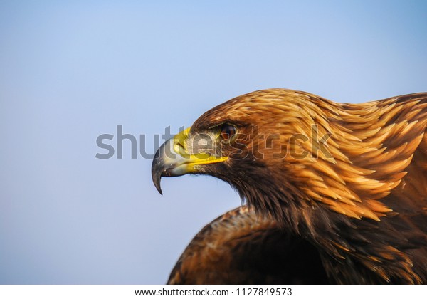 Golden Eagle Endangered Species Majestic Predator Stock