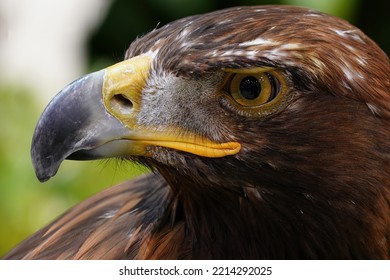 Golden Eagle Face Close Up Sharp Beak And Fierce Eyes