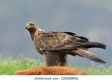 Golden Eagle Eating Prey Images Stock Photos Vectors