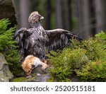 Golden Eagle feeding on kill Red Fox in the forest. Bird behaviour in the nature. Action food scene with brown bird of prey, eagle with catch, Sweden, Europe.