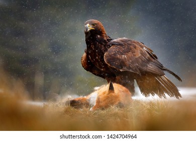 Imágenes Fotos De Stock Y Vectores Sobre Sweden Birds