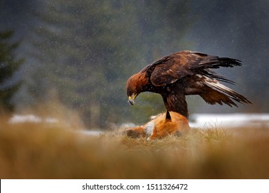 Eagle Eating Fox Images Stock Photos Vectors Shutterstock