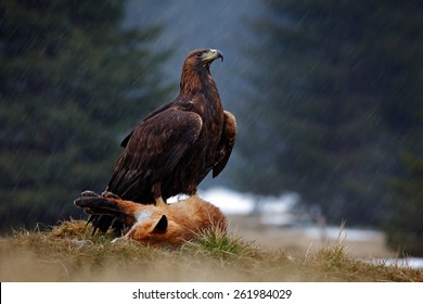 Golden Eagle Fox Images Stock Photos Vectors Shutterstock