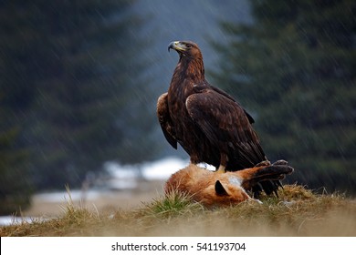 1000 Golden Eagle Eating Prey Stock Images Photos