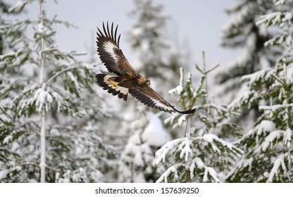 Golden Eagle Flying Images Stock Photos Vectors