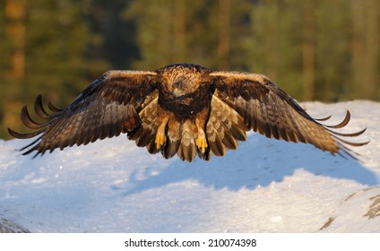 Golden Eagle Flying Images Stock Photos Vectors