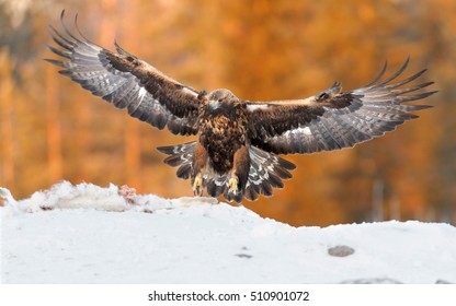 Golden Eagle Flying Images Stock Photos Vectors