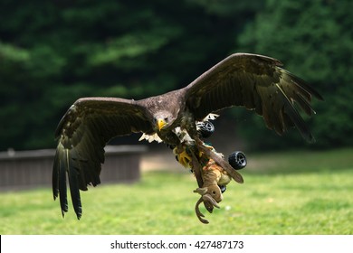 Golden Eagle In Flight Hunting Training