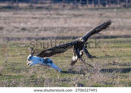 A golden eagle in flight while hunting a hare