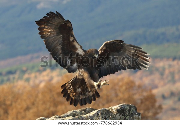 Golden Eagle Fly Stock Photo Edit Now 778662934