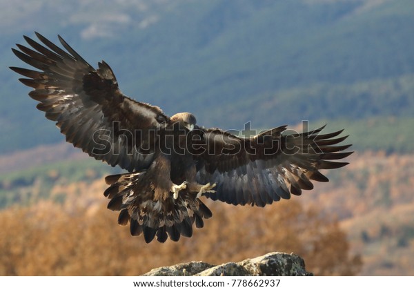 Golden Eagle Fly Stock Photo Edit Now 778662937