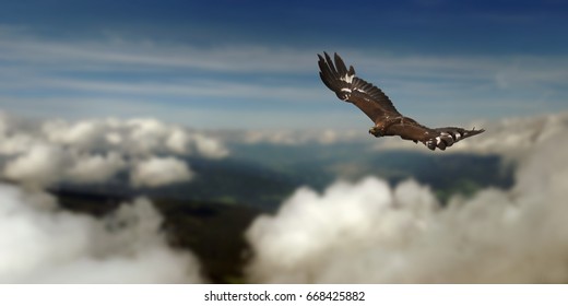 Golden Eagle Flying Images Stock Photos Vectors