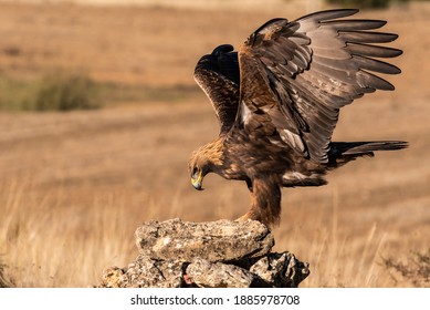 Golden Eagle Flying Aquila Chrysaetos