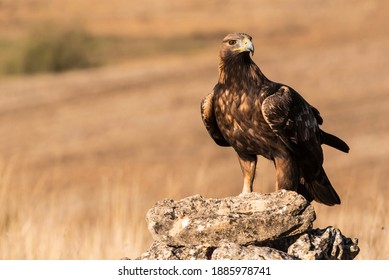 Golden Eagle Flying Aquila Chrysaetos