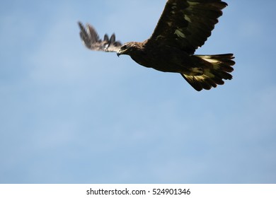 Golden Eagle Flying Away