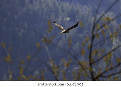 Golden Eagle Flying Away