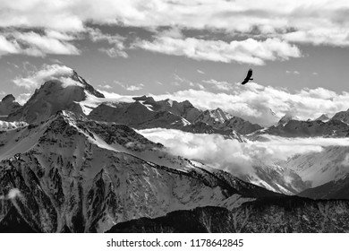 Golden Eagle Flying In Front Of Swiss Alps Scenery. Winter Mountains. Bird Silhouette. Beautiful Nature Scenery In Winter. Mountain Covered By Snow, Glacier. Panoramatic View, Switzerland