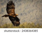 Golden Eagle flying over the forest