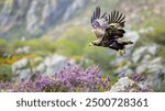 Golden eagle flying with purple flowers on the rocks