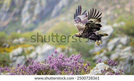 Golden eagle flying with purple flowers on the rocks