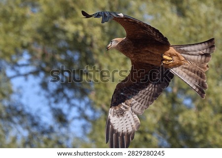 Golden Eagle Flying With Wings Fully Extended