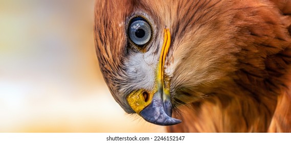 Golden eagle, head close-up. Portrait of a bird of prey. Close up