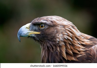 Golden Eagle Head Portrait Horizontal