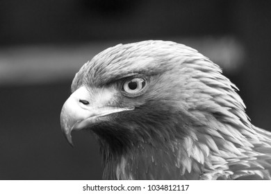 American Bald Eagle Stock Photo 108460199 | Shutterstock