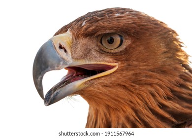 Golden Eagle Head Profile Closeup Isolated Stock Photo 1911567964 ...