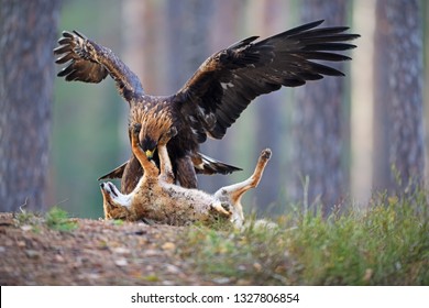 9,489 Golden Eagle Hunting Images, Stock Photos & Vectors | Shutterstock