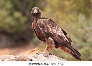 Golden Eagle Hunting An Hare