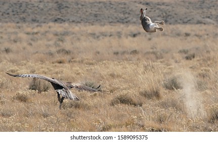 Golden Eagle And Jack Rabbit