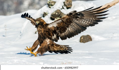 Golden Eagle Landing