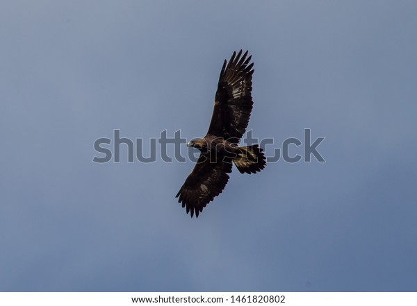 The Golden Eagle Golden Eagles Get Their Name From The
