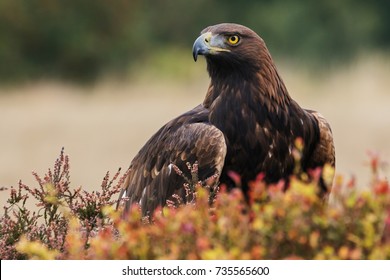 Golden Eagle Looking Around. A Majestic Golden Eagle Takes In Its Surroundings From Its Spot Amongst Moorland Vegetation.