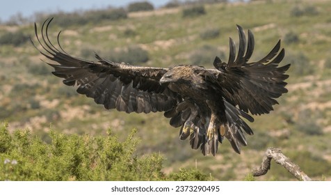 golden eagle in the low mountains of Spain - Powered by Shutterstock