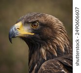 The Golden Eagle is a majestic bird of prey with a wingspan reaching up to 7.5 feet!  Soaring high above the mountains and plains of the Northern Hemisphere, this powerful hunter with sharp talons 