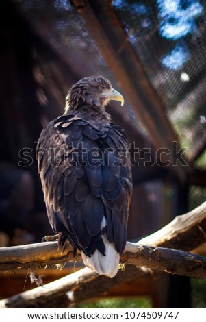 Golden Eagle on blured background