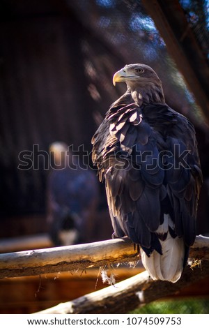 Golden Eagle on blured background