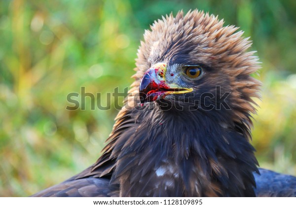 Golden Eagle On Prey Blood On Stock Photo Edit Now 1128109895