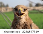 Golden Eagle With Open Beak Closeup-Closeup of Beautiful Golden Eagle (Aquila chrysaetos) With Open Mouth