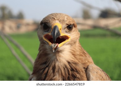 Golden Eagle With Open Beak Closeup-Closeup of Beautiful Golden Eagle (Aquila chrysaetos) With Open Mouth - Shutterstock ID 2266547819