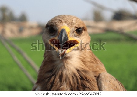 Golden Eagle With Open Beak Closeup-Closeup of Beautiful Golden Eagle (Aquila chrysaetos) With Open Mouth