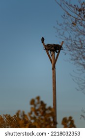 Golden Eagle Perched Near A Nest