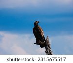 Golden eagle perched on a dead tree at Lake Cascade.  I was about 100 yards away. Used a p1000.