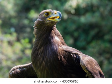 Golden Eagle Mexico Images Stock Photos Vectors Shutterstock